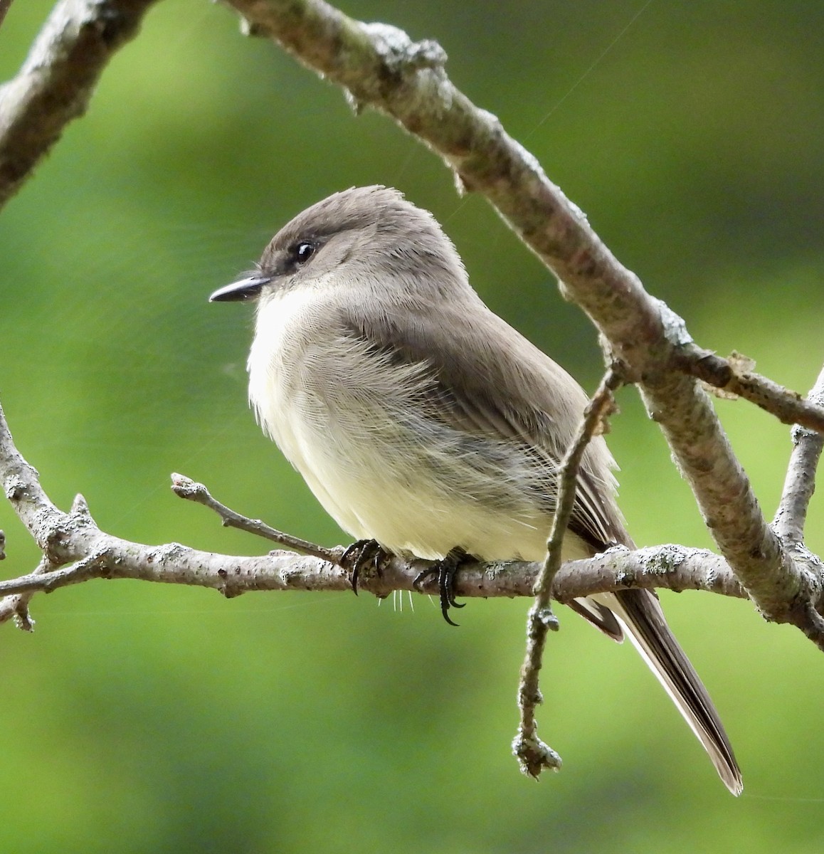 Eastern Phoebe - ML642088958