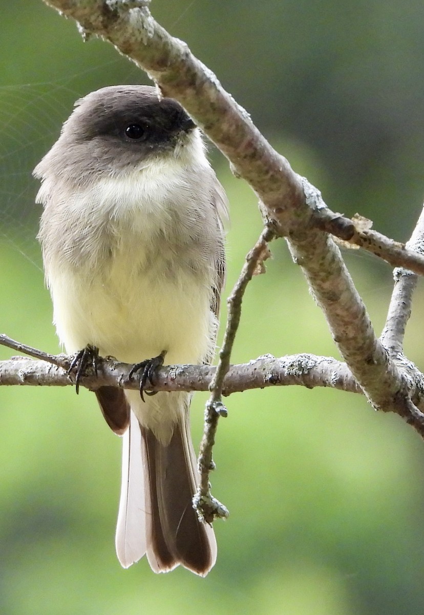 Eastern Phoebe - ML642088959