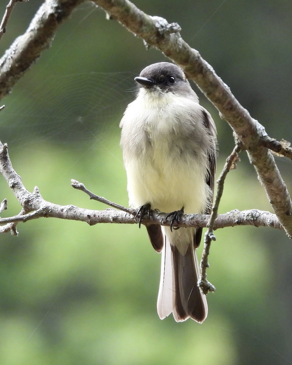 Eastern Phoebe - ML642088960