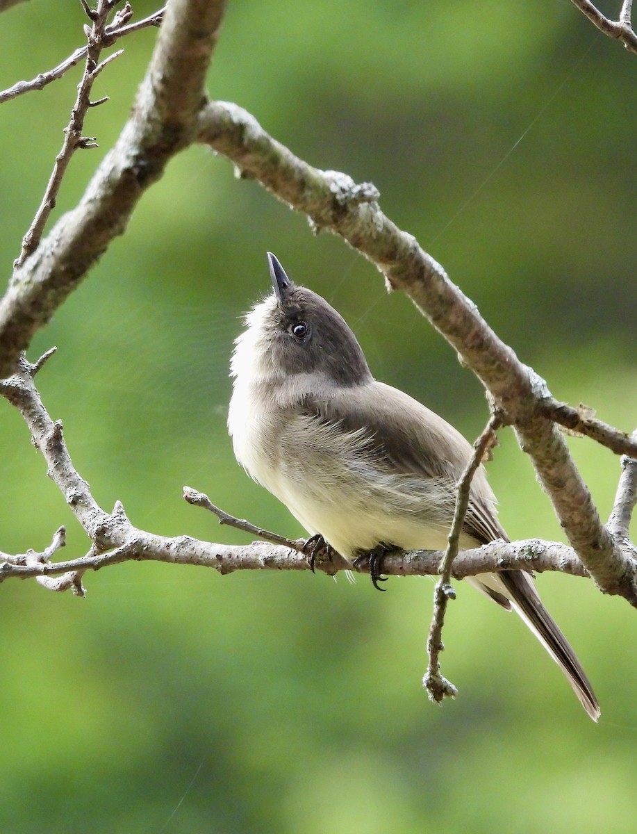 Eastern Phoebe - ML642088961