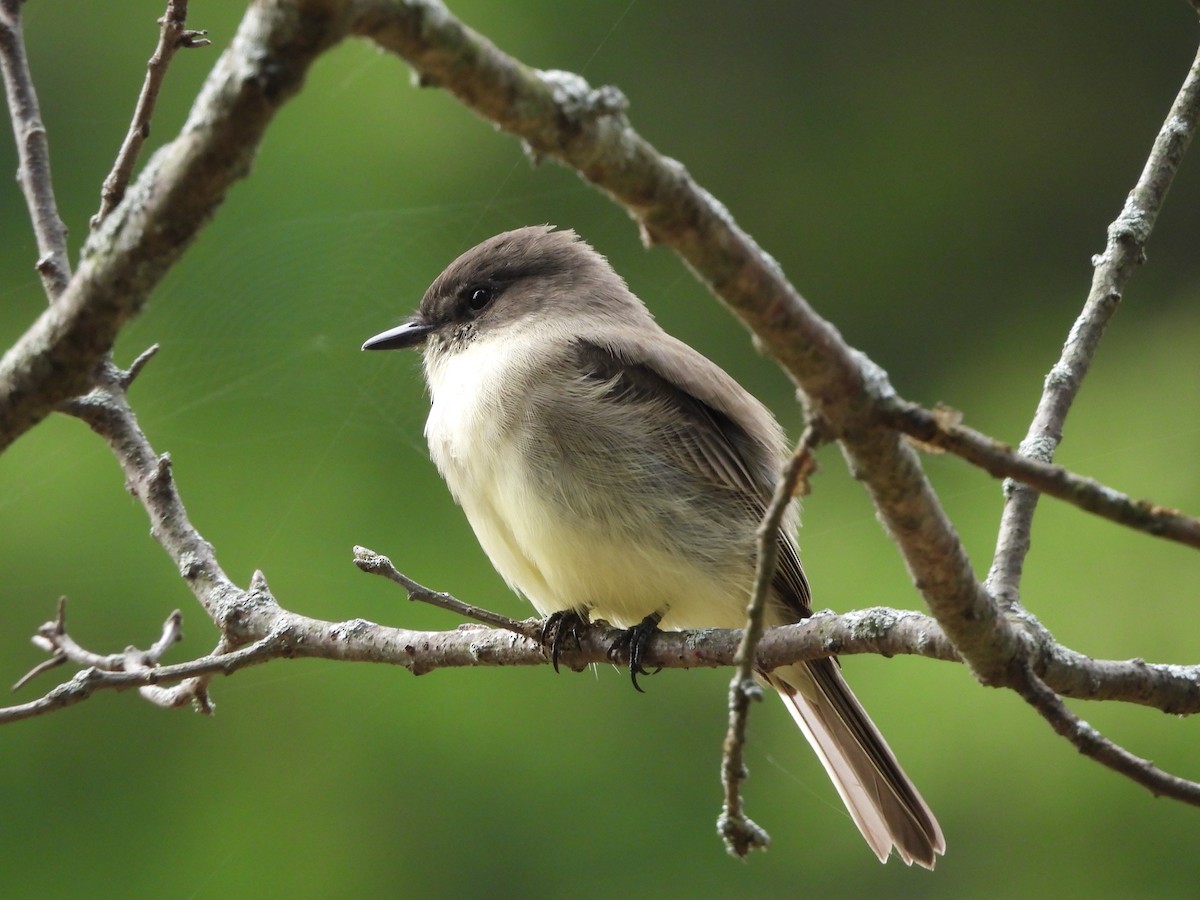 Eastern Phoebe - ML642088962