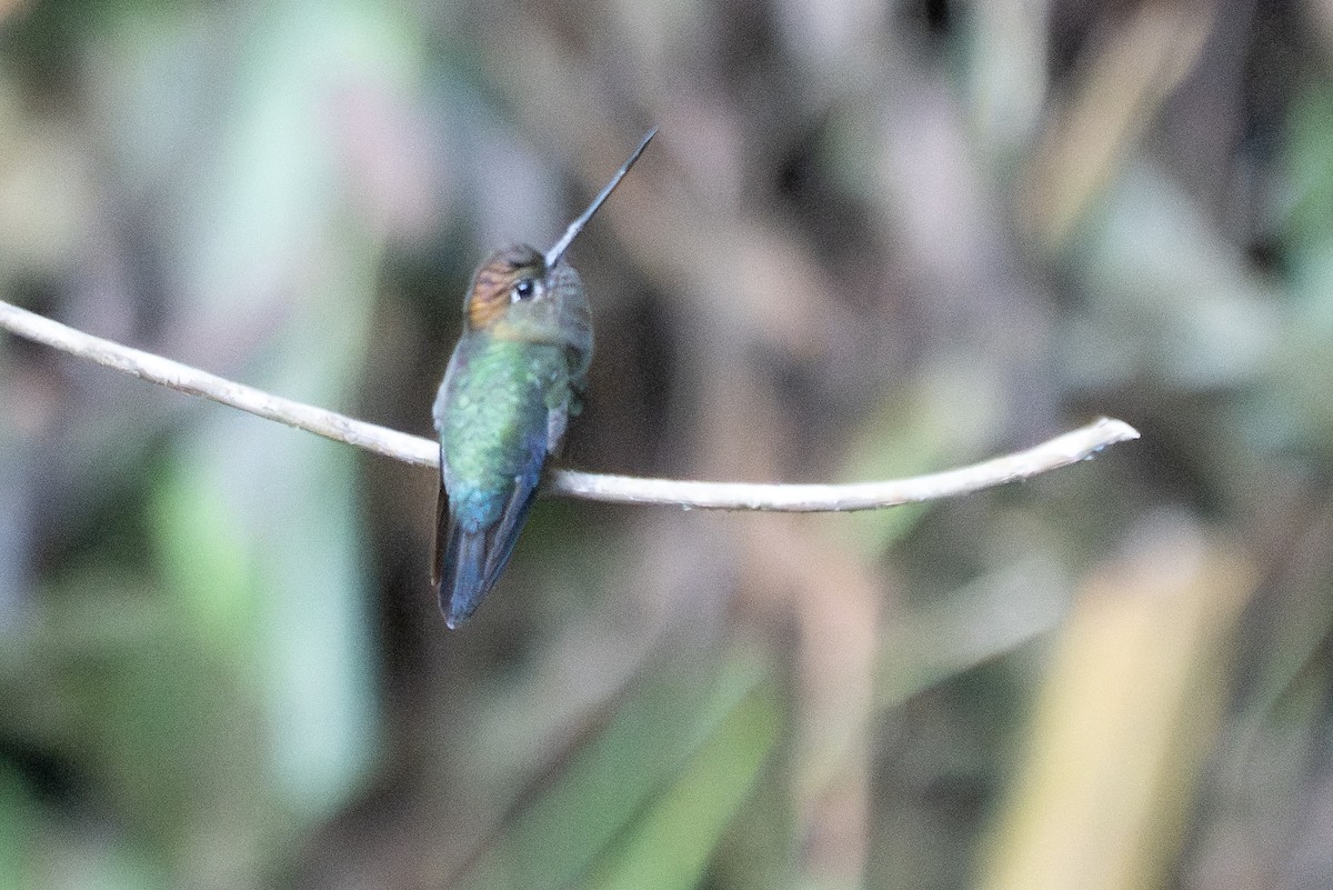 Green-fronted Lancebill - ML642088973