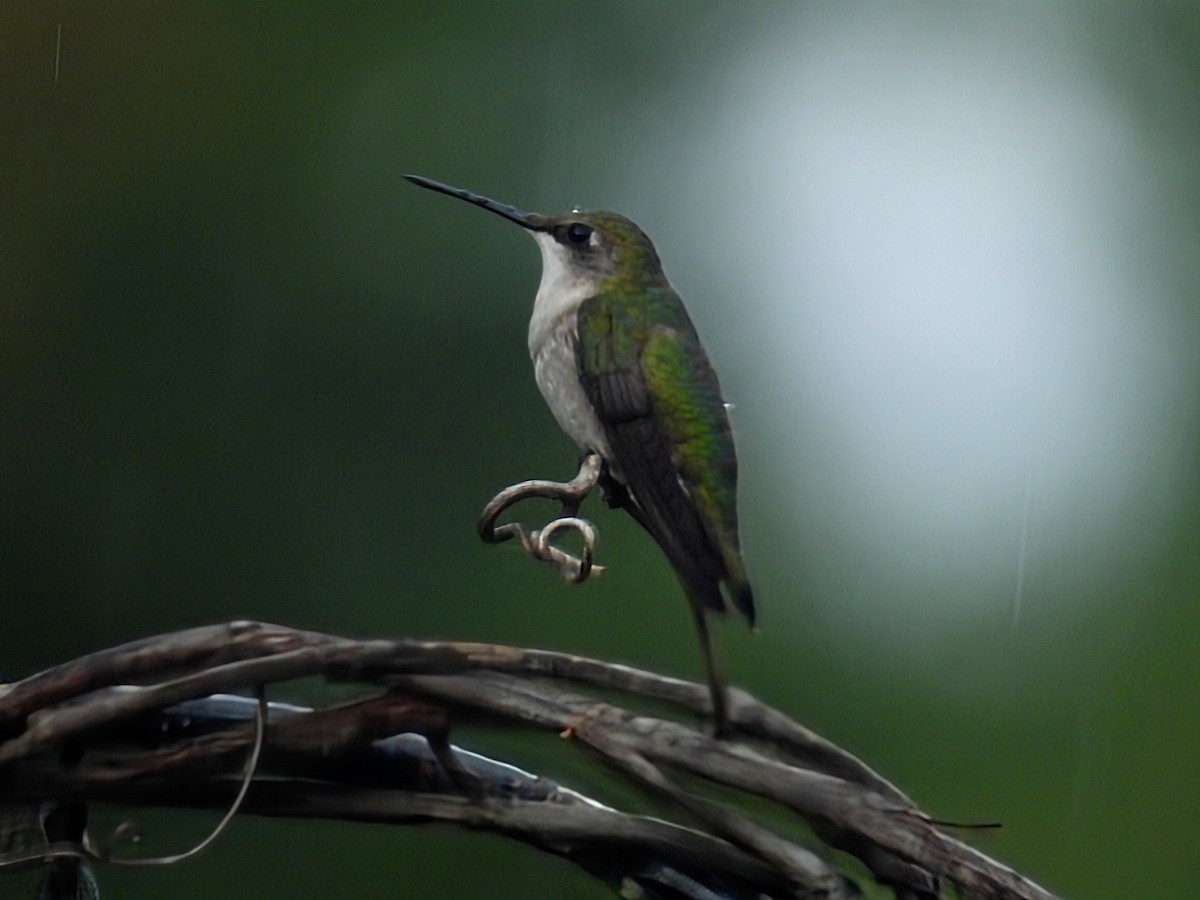 Ruby-throated Hummingbird - ML642088981