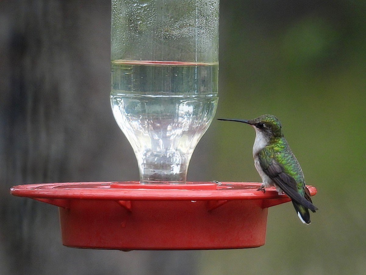 Ruby-throated Hummingbird - ML642088982