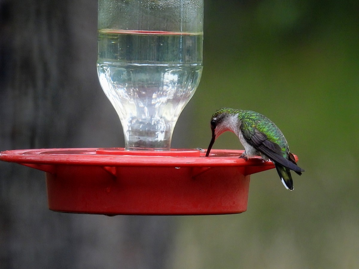 Ruby-throated Hummingbird - ML642088983