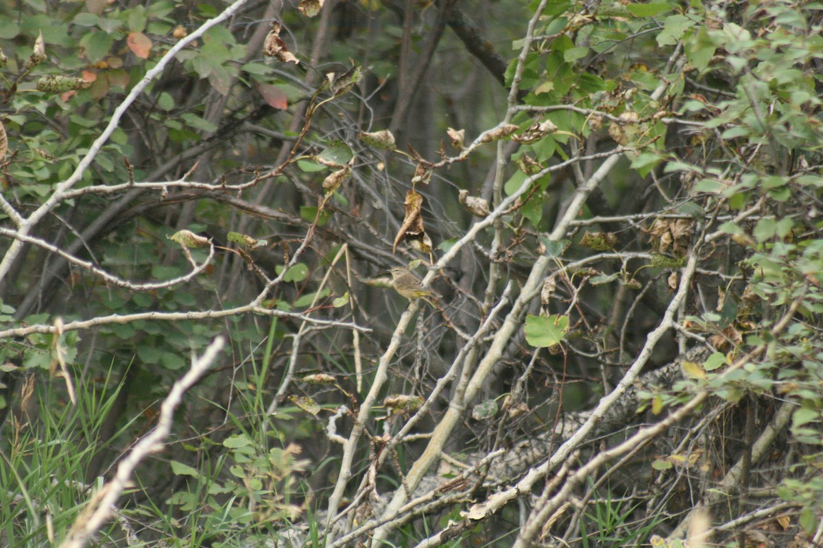 Palmenwaldsänger - ML642088989