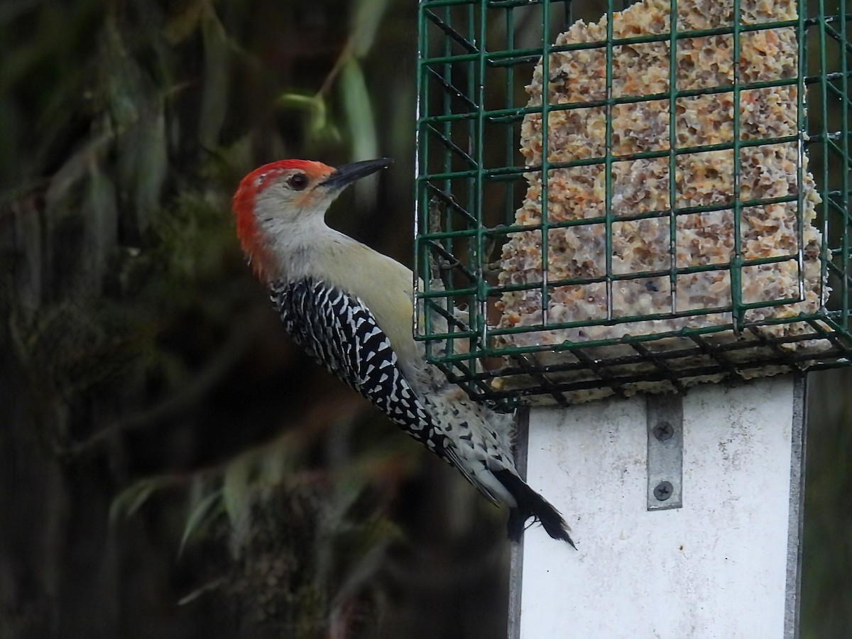 Red-bellied Woodpecker - ML642088990