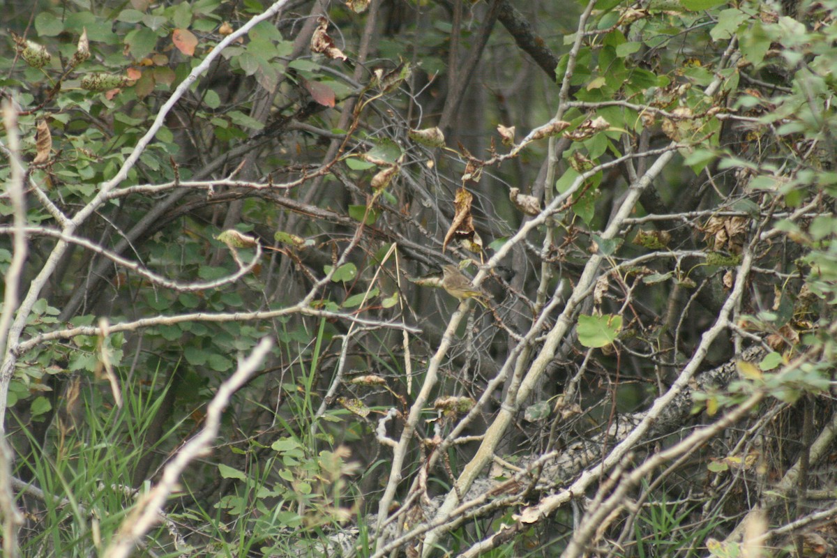 Palmenwaldsänger - ML642088994