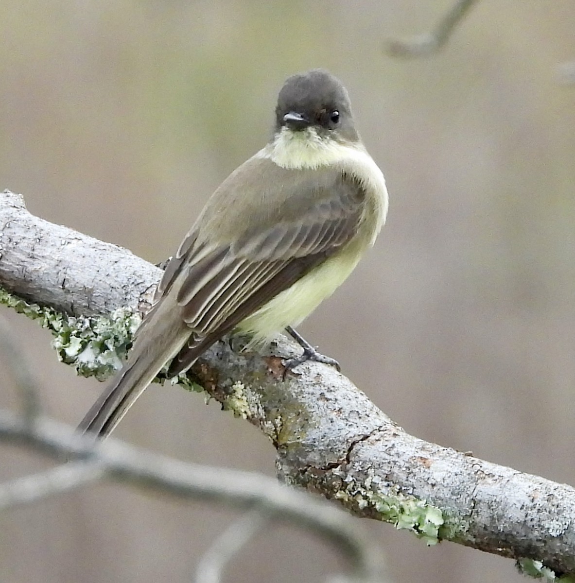 Eastern Phoebe - ML642088995