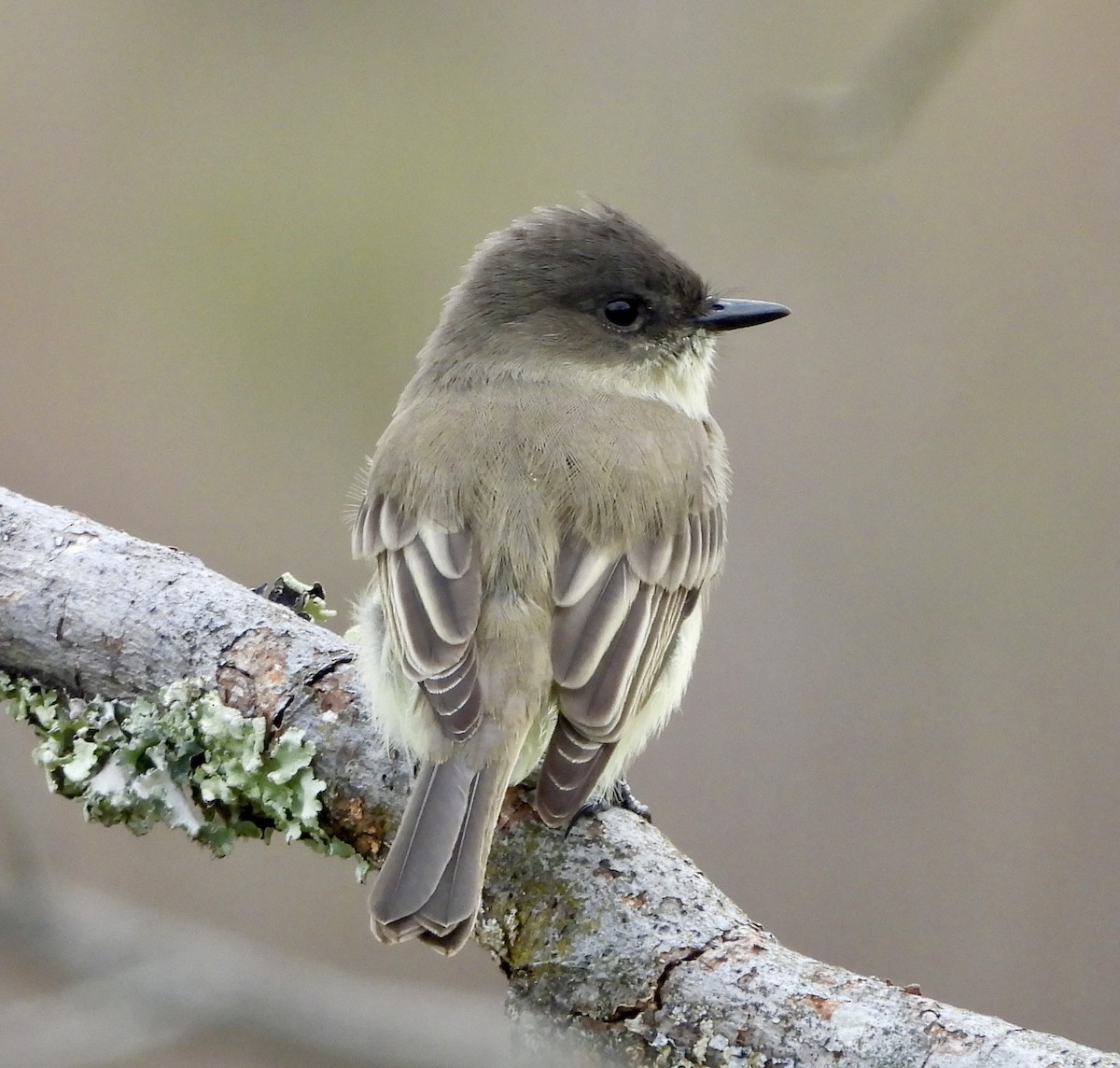 Eastern Phoebe - ML642088996