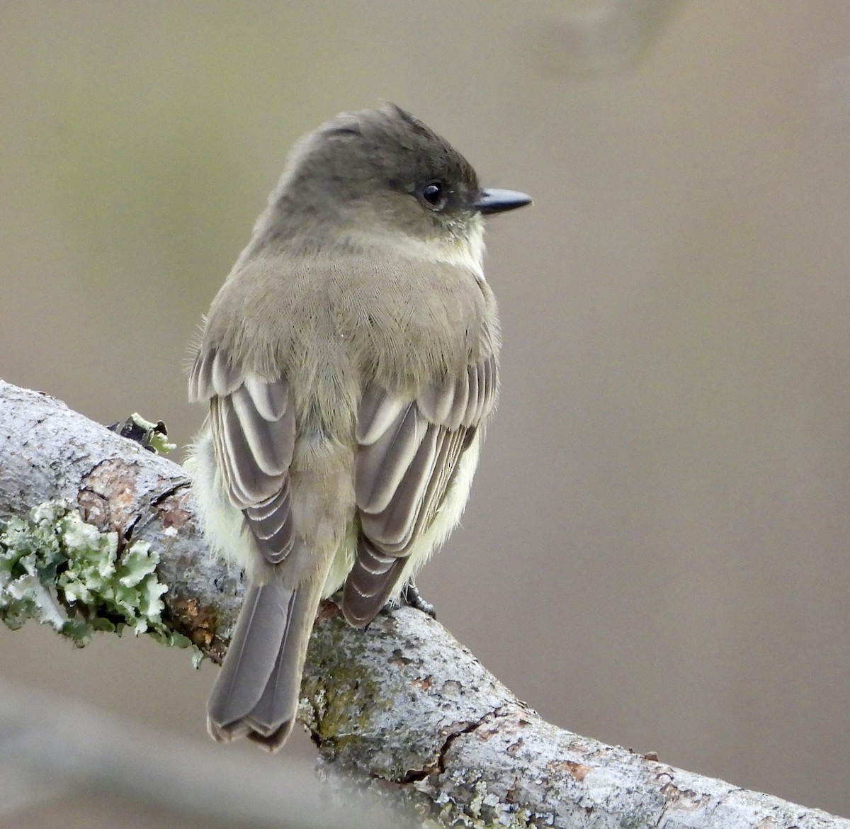 Eastern Phoebe - ML642088997