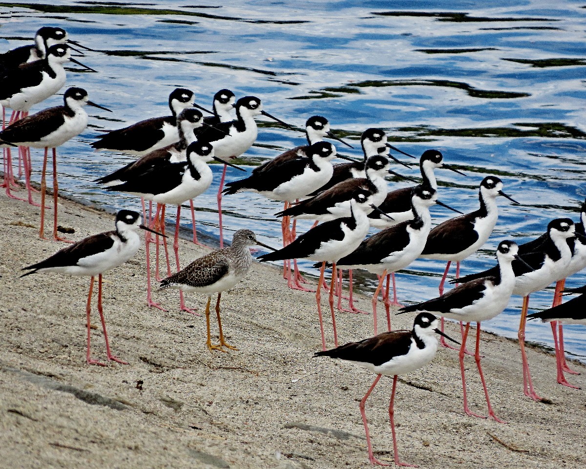 Black-necked Stilt - ML642088998