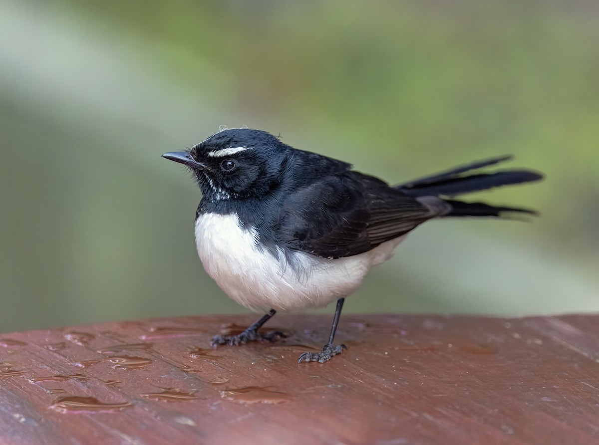 Willie-wagtail - ML642089000