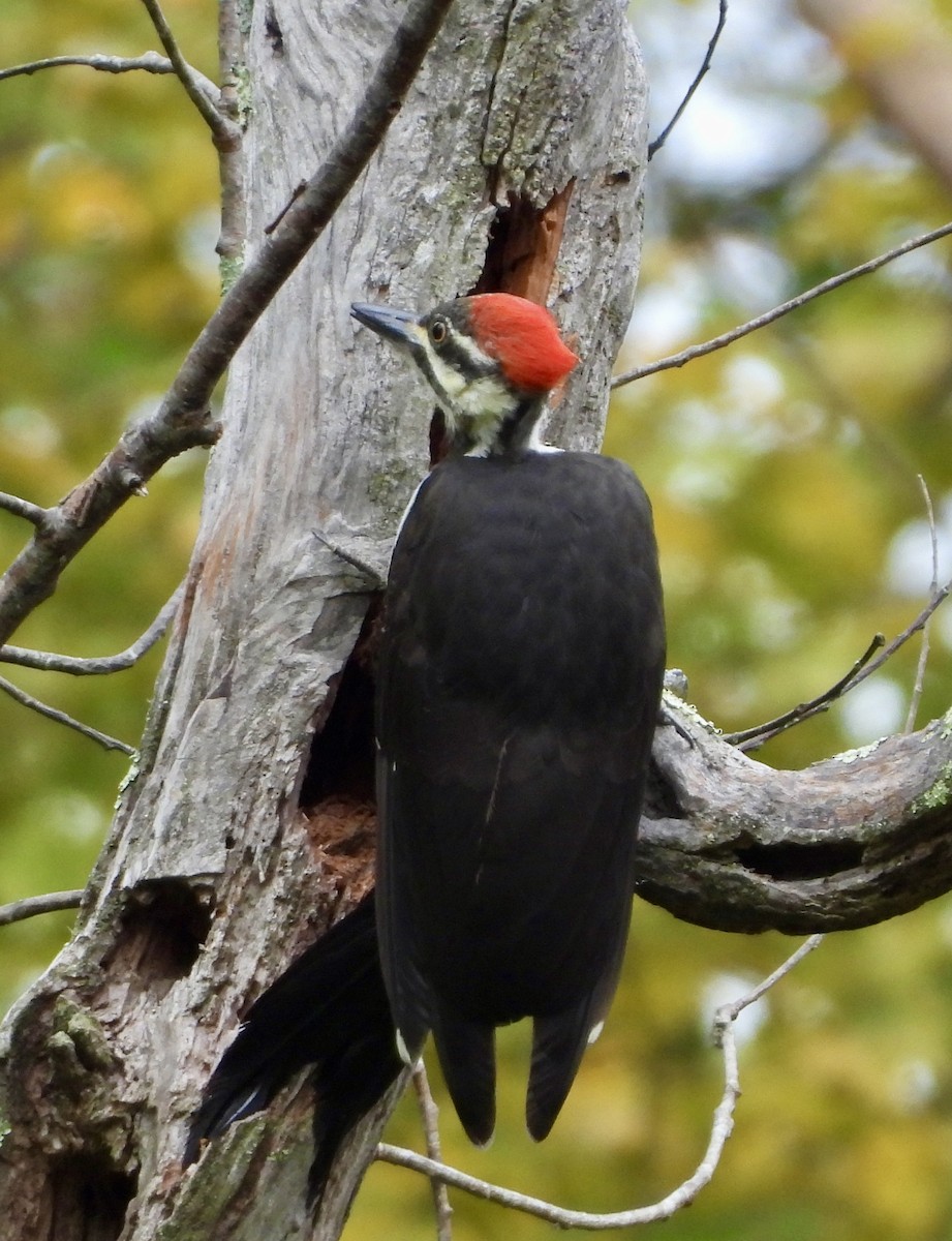 Pileated Woodpecker - ML642089003