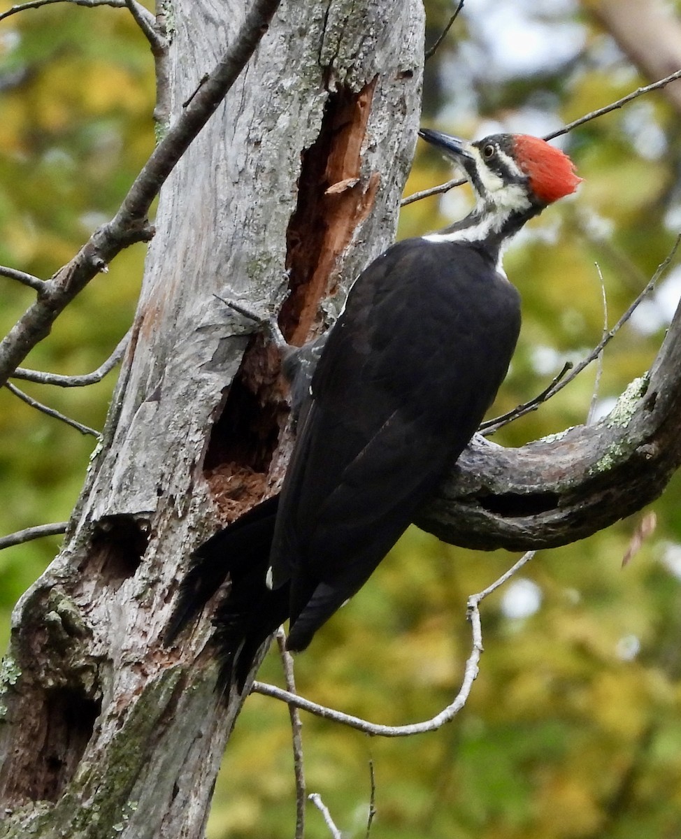 Pileated Woodpecker - ML642089004