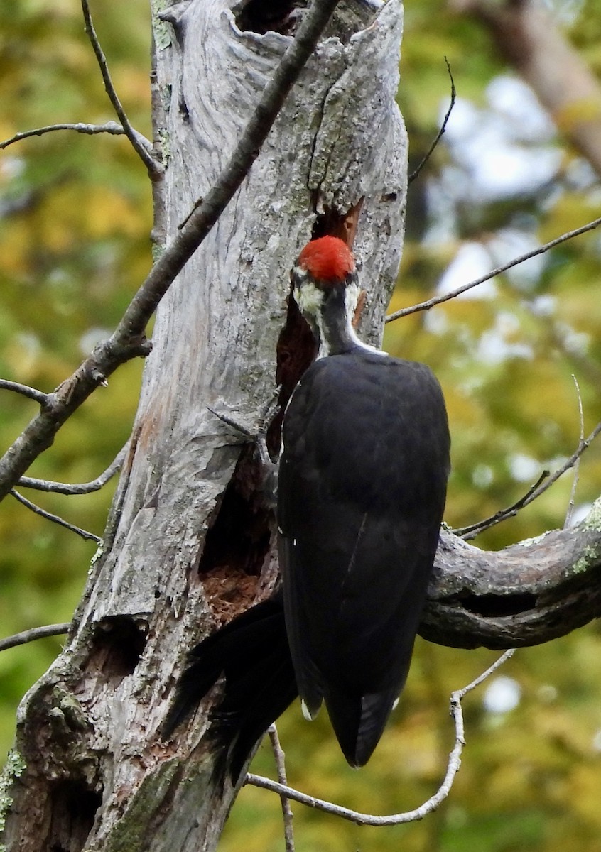 Pileated Woodpecker - ML642089005