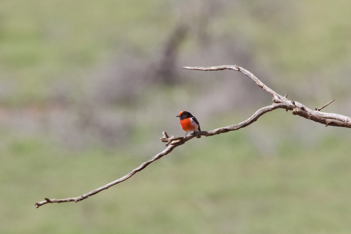 アカビタイサンショクヒタキ - ML642089025