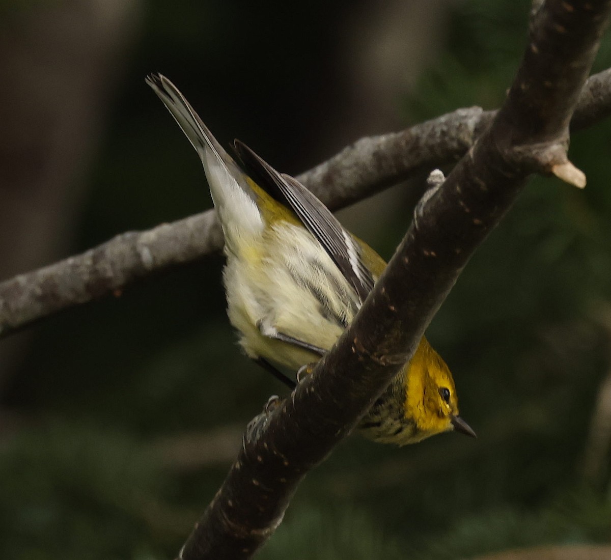 Black-throated Green Warbler - ML642089048