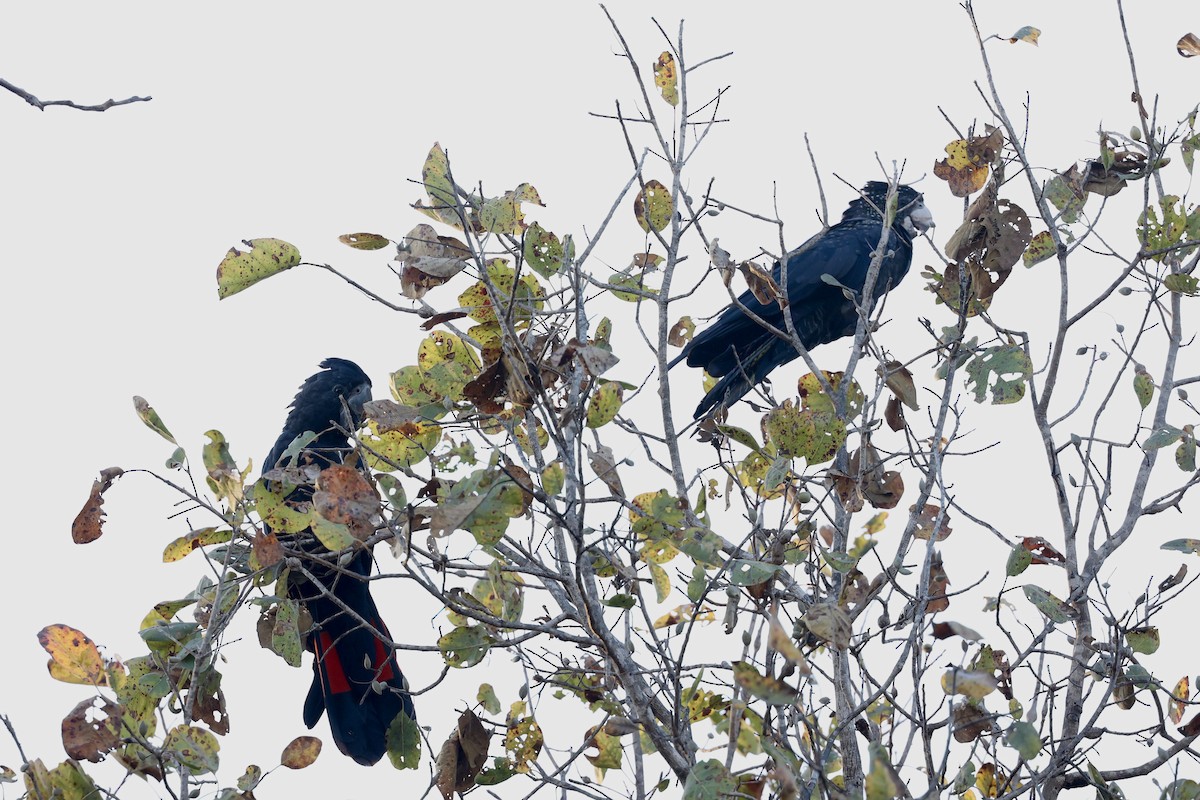 Red-tailed Black-Cockatoo - ML642089068
