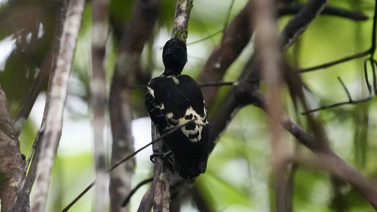 Heart-spotted Woodpecker - ML642089069