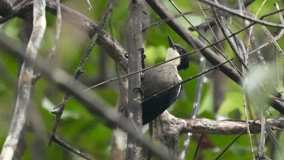 Heart-spotted Woodpecker - ML642089071