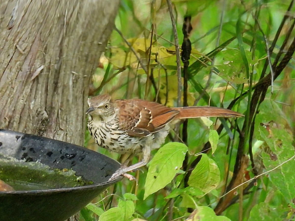 Brown Thrasher - ML642089074