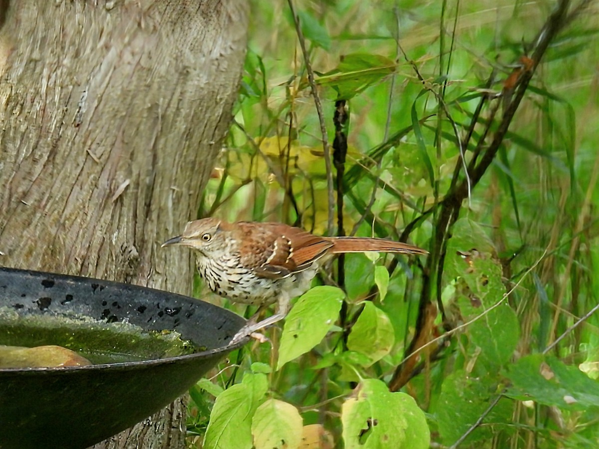 Brown Thrasher - ML642089075