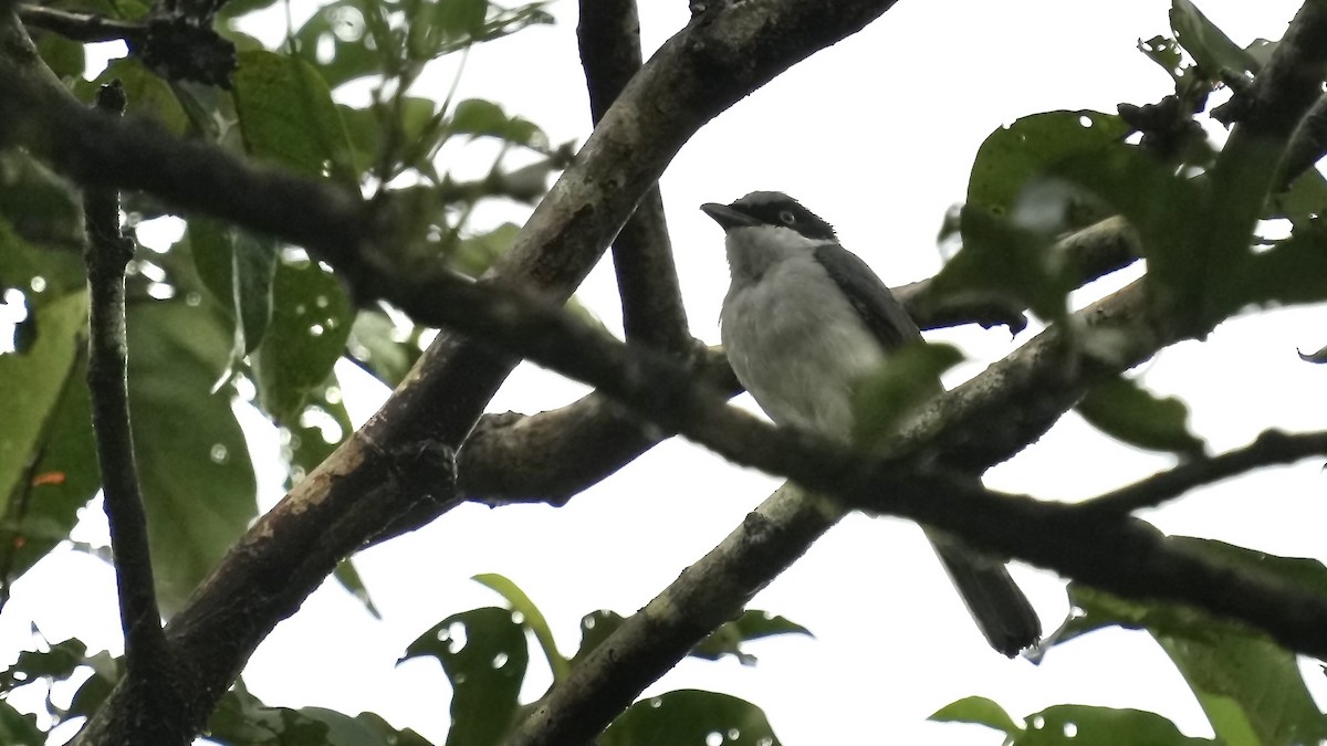 Malabar Woodshrike - ML642089096