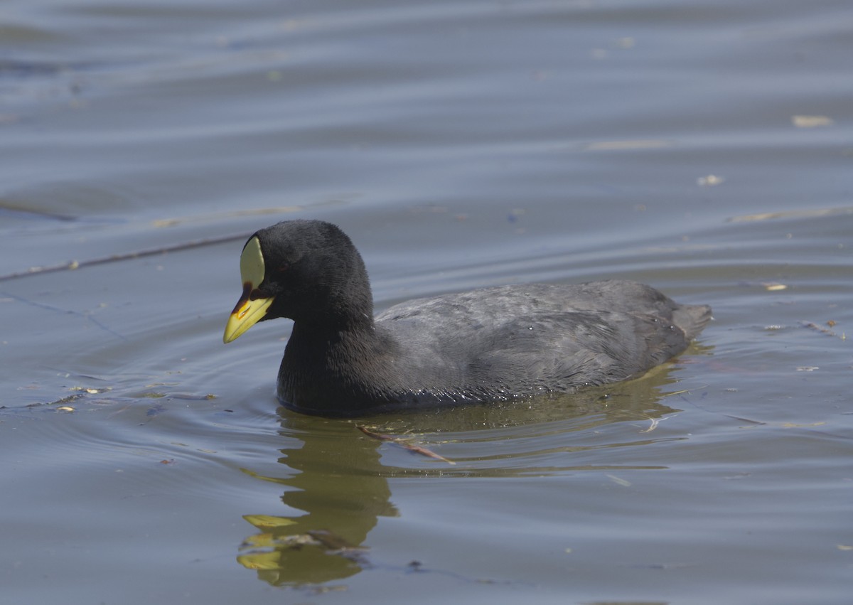 Red-gartered Coot - ML642089114
