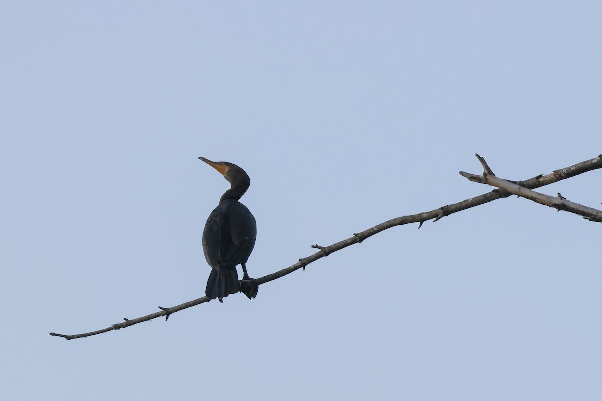Cormorán Orejudo - ML642089115