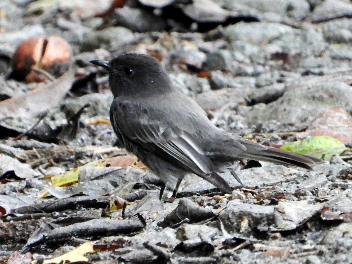 Black Phoebe - ML642089120