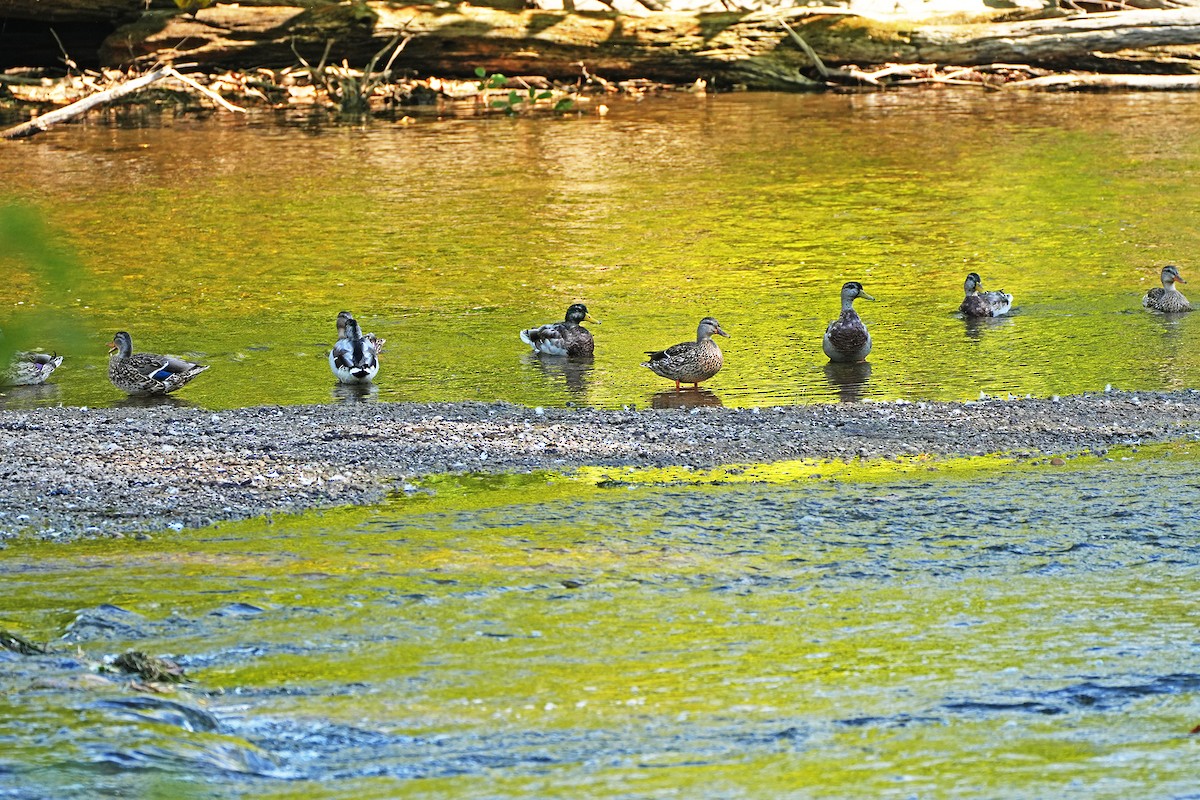 Mallard - ML642089133