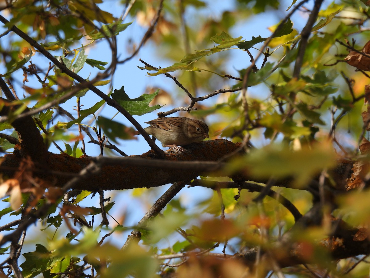 Brewer's Sparrow - ML642089135