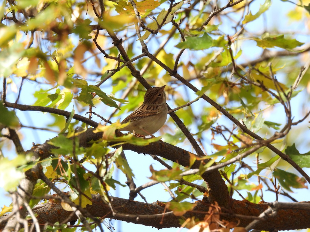 Brewer's Sparrow - ML642089136