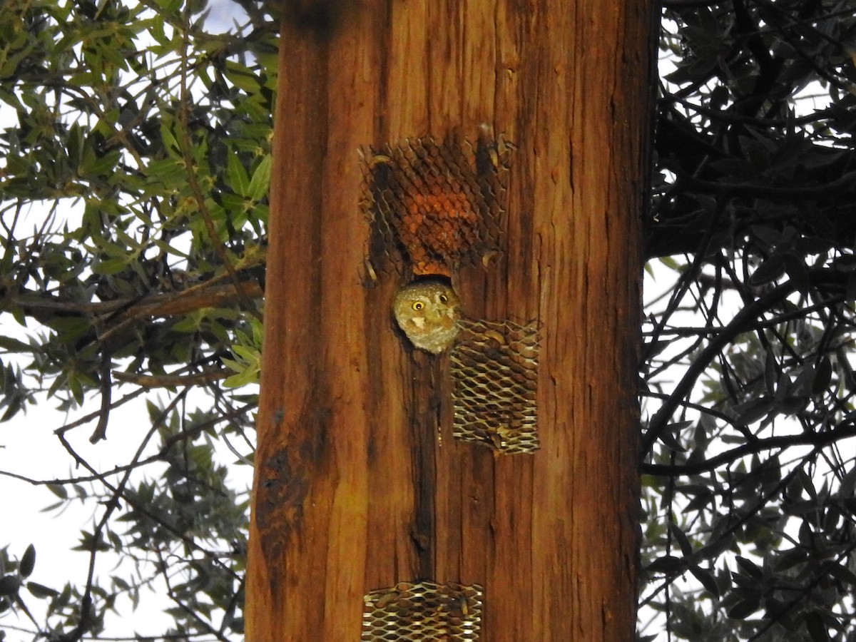 Chevêchette des saguaros - ML642089138