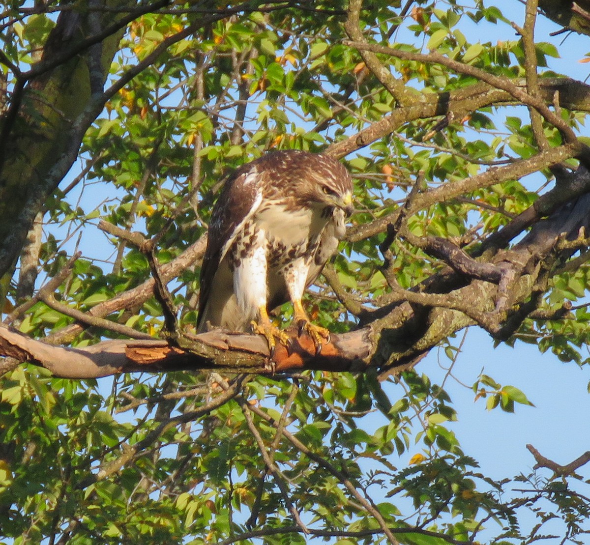 Red-tailed Hawk - ML642089149