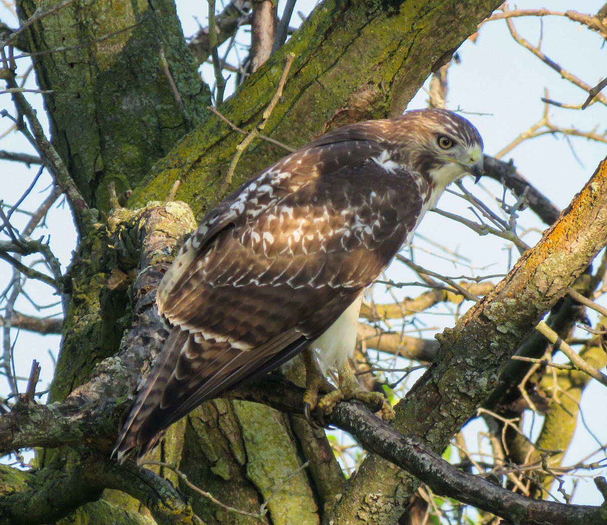 Red-tailed Hawk - ML642089153
