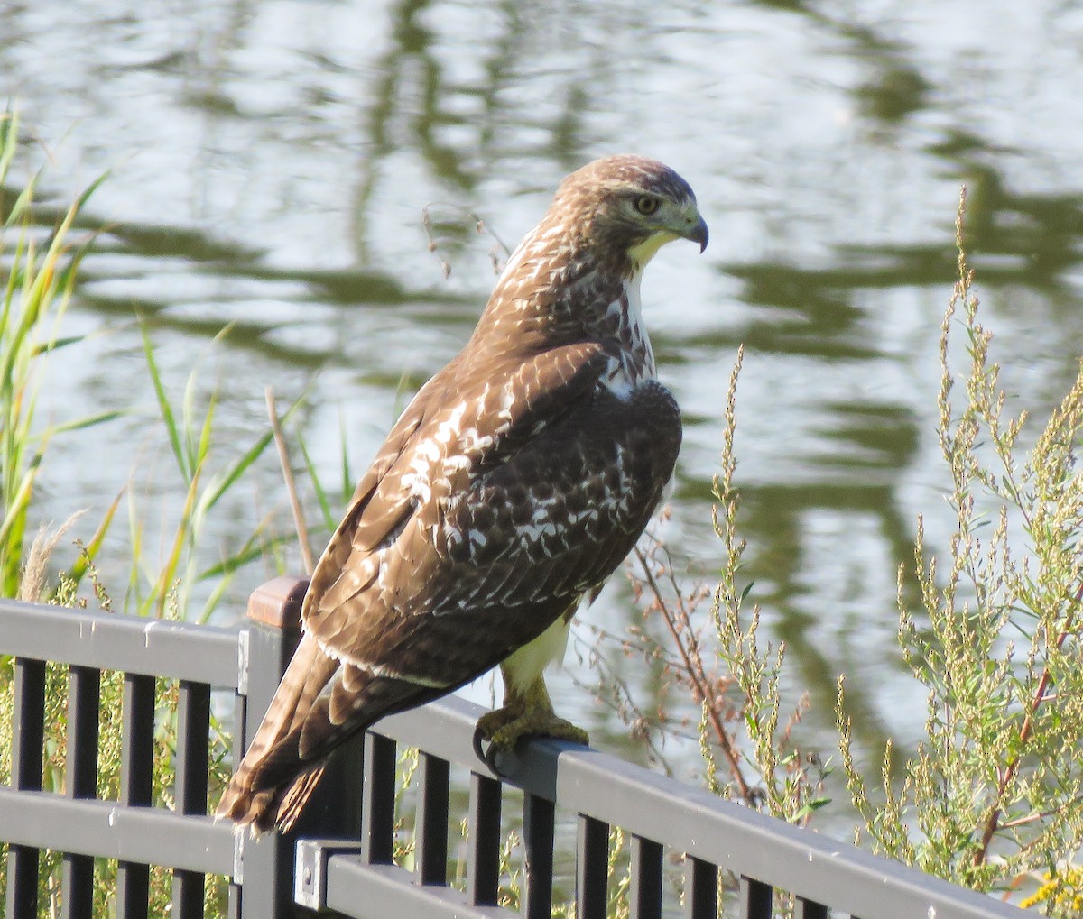 Red-tailed Hawk - ML642089155