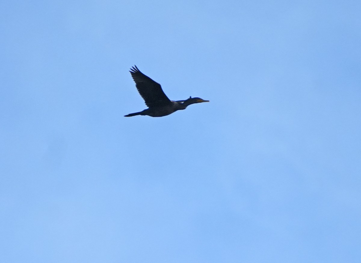 Cormorán Orejudo - ML642089156