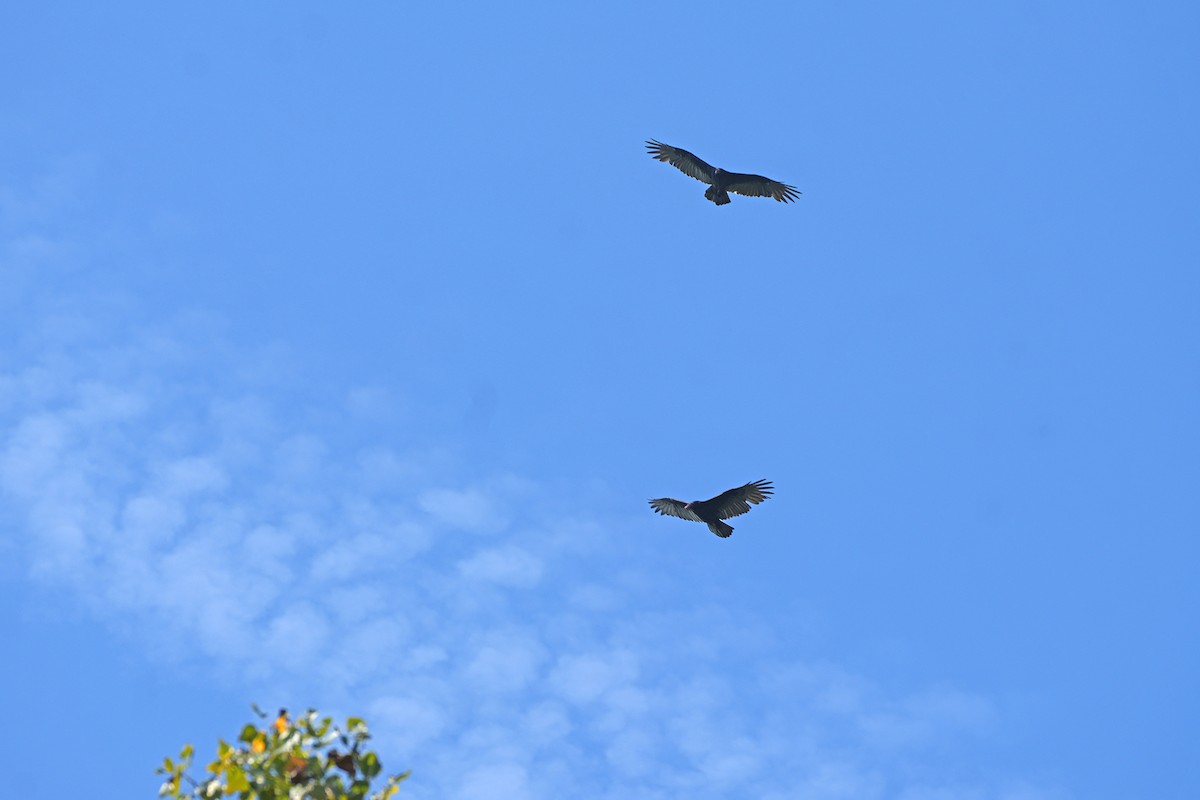 Turkey Vulture - ML642089158