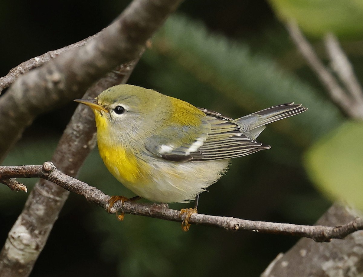 Northern Parula - ML642089159