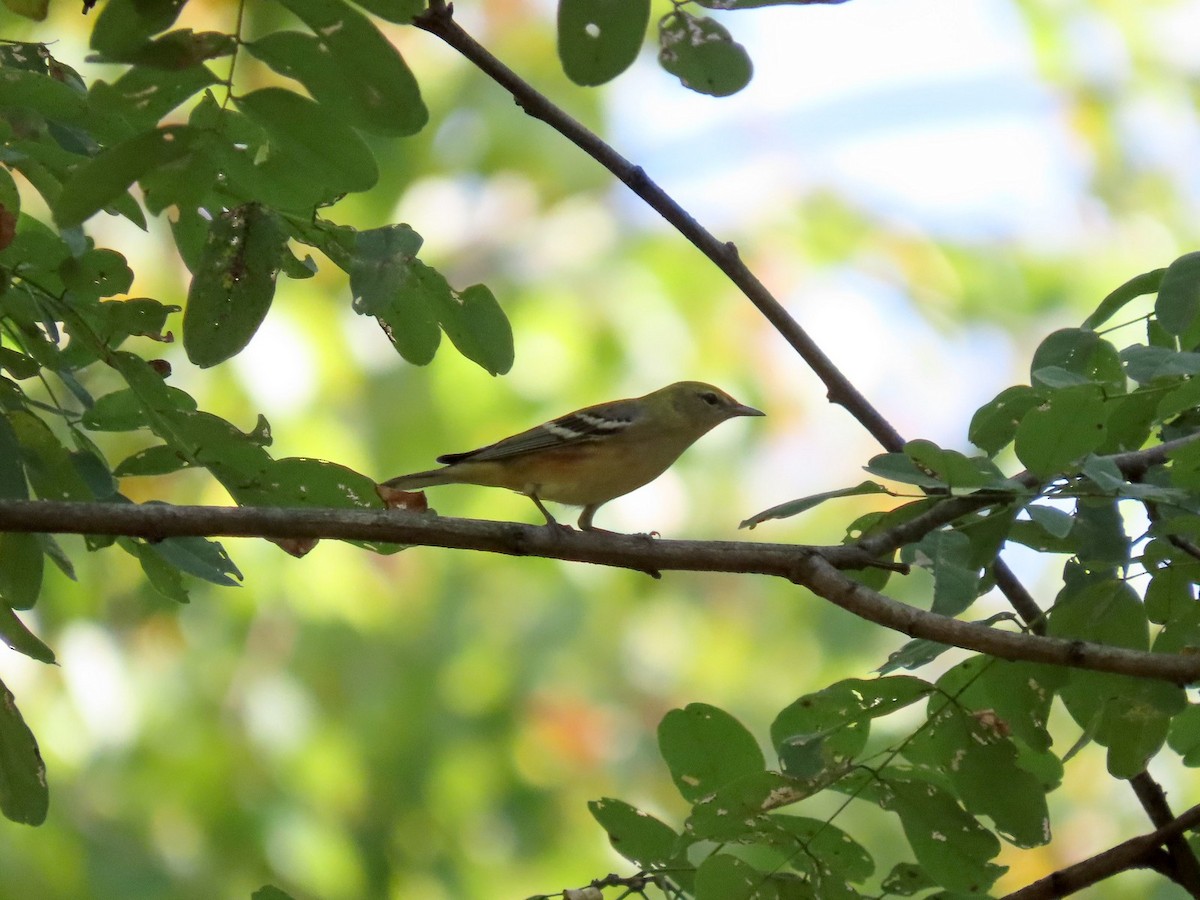 Bay-breasted Warbler - ML642089161