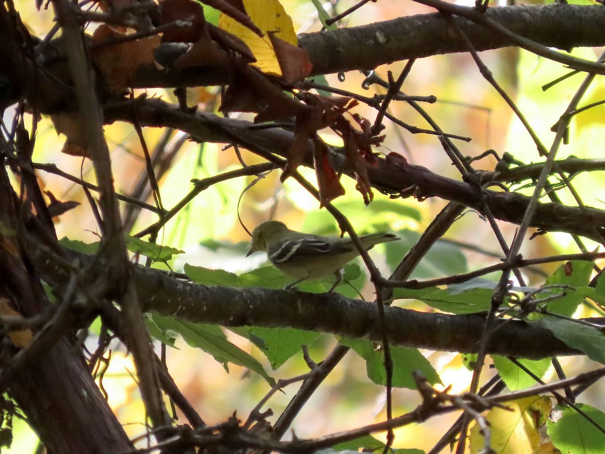 Bay-breasted Warbler - ML642089162
