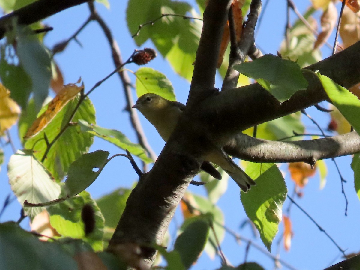 Bay-breasted Warbler - ML642089163