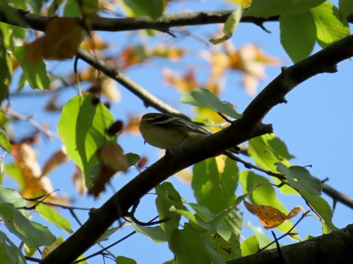 Bay-breasted Warbler - ML642089164