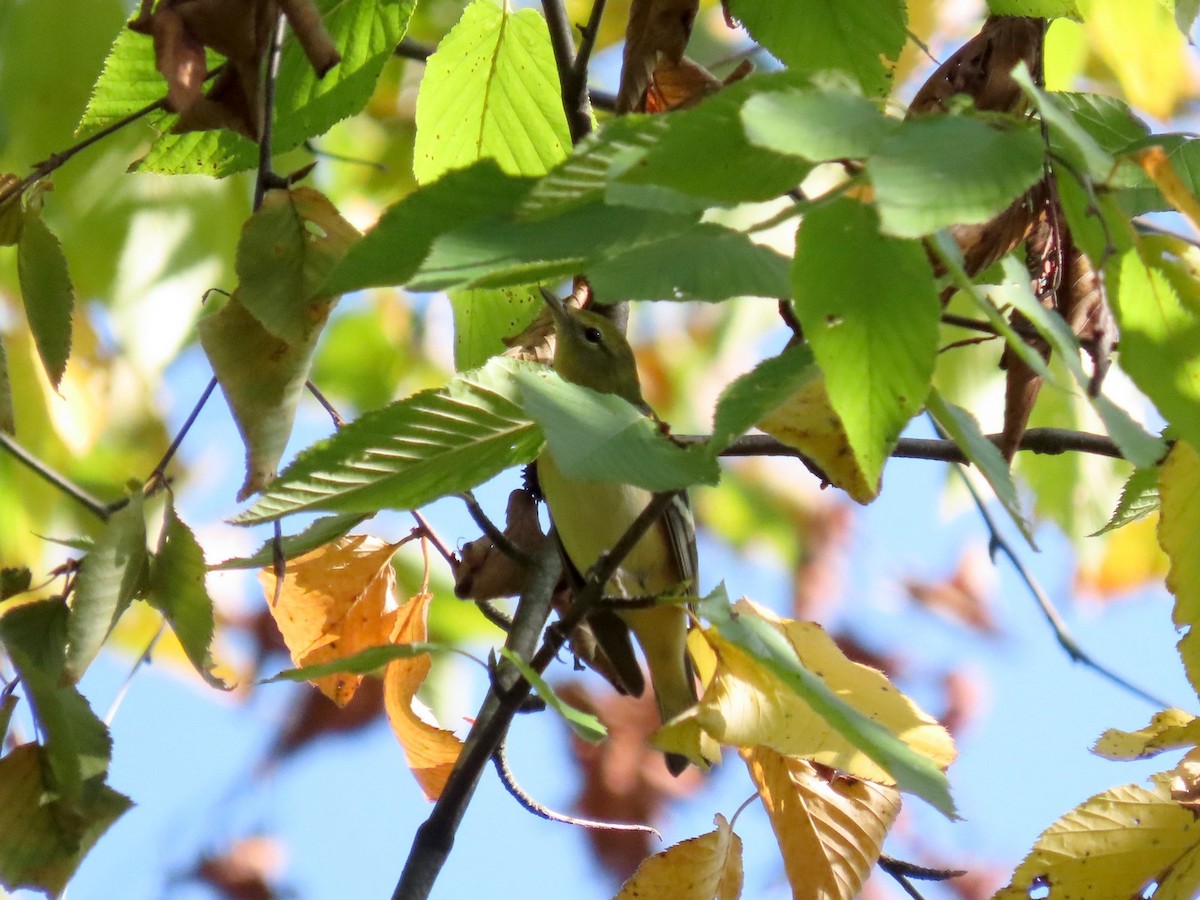 Bay-breasted Warbler - ML642089165