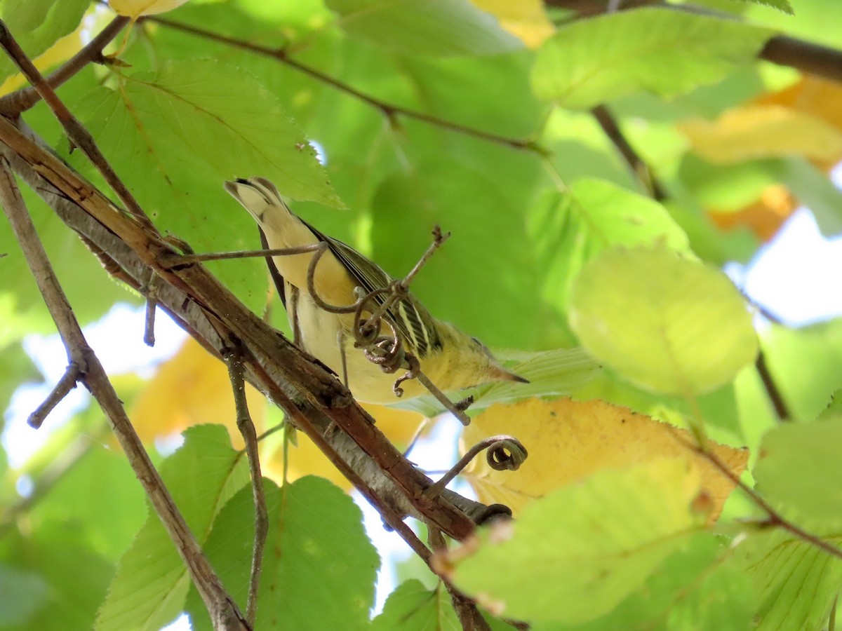 Bay-breasted Warbler - ML642089166