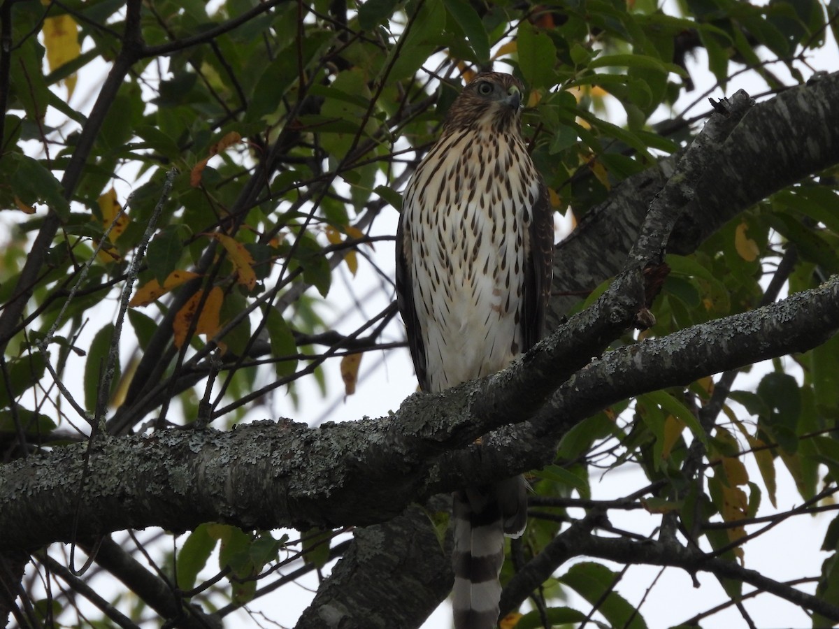 Cooper's Hawk - ML642089167