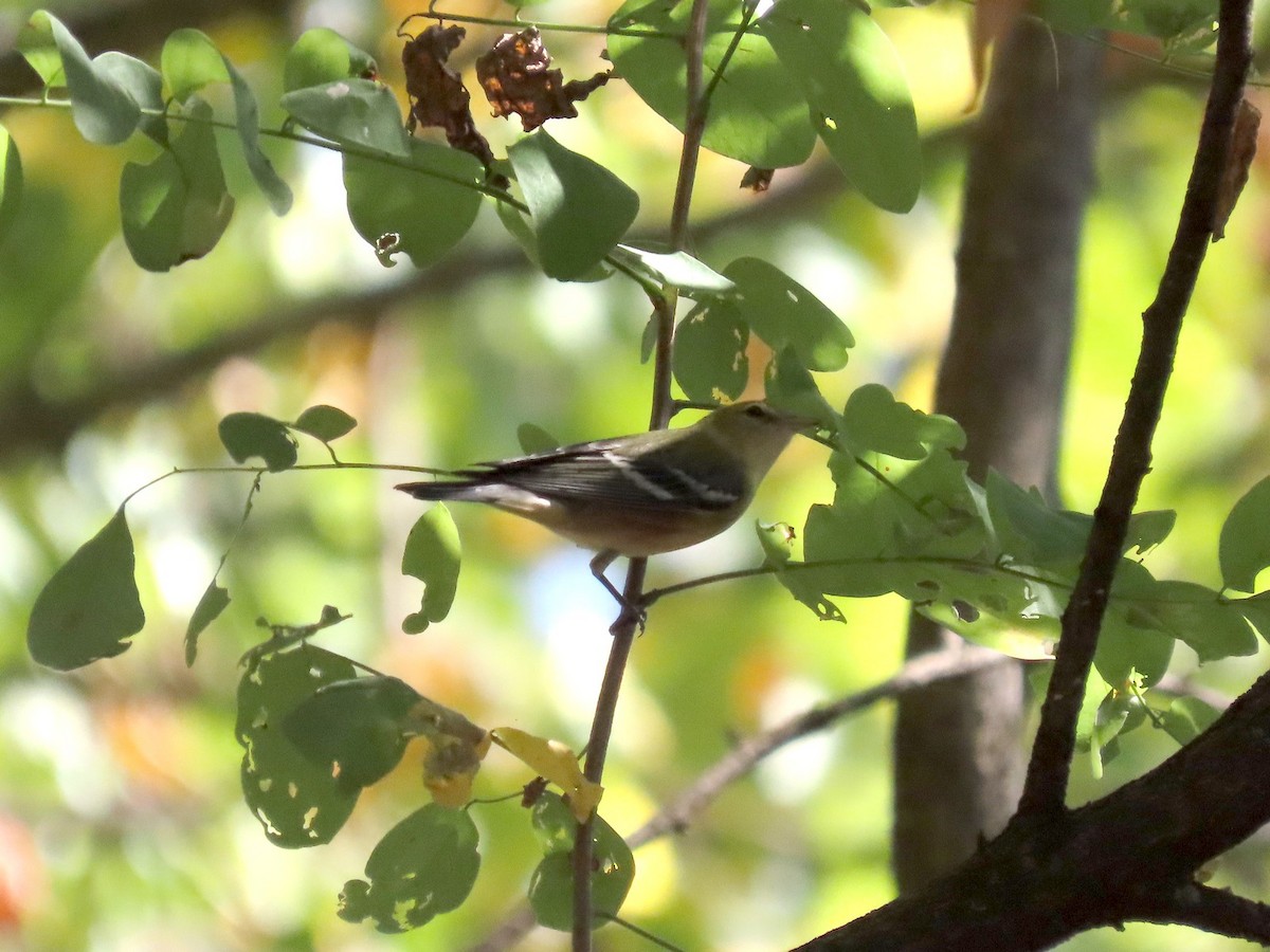 Bay-breasted Warbler - ML642089168