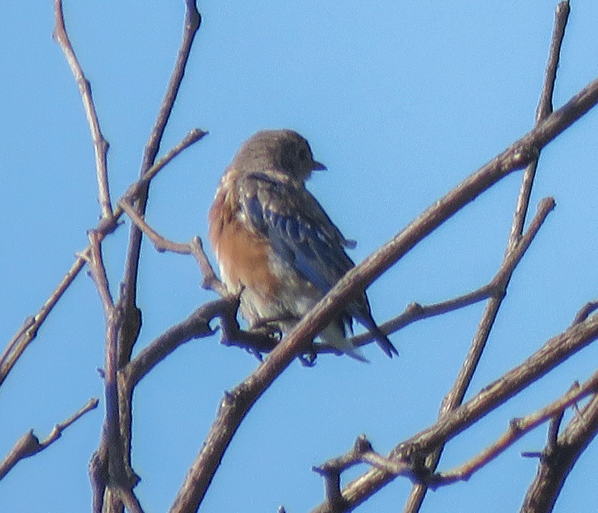 Eastern Bluebird - ML642089174